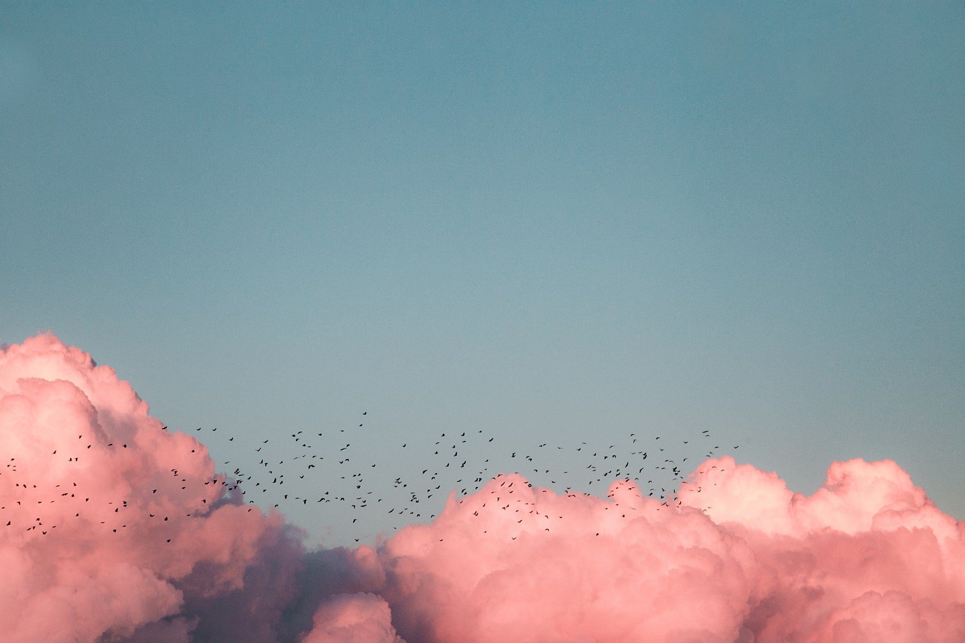 Stil uit een fotofilm: roze wolken met een zwerm vogels